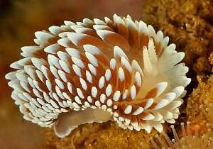 Cape Silver Tip by Charles Wright 